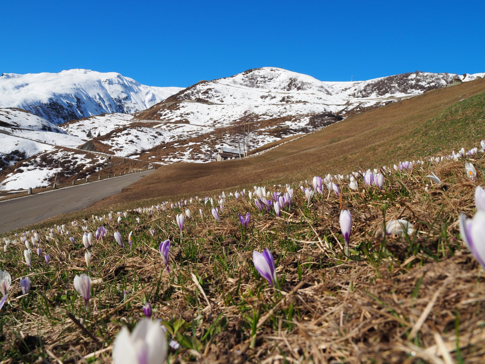 a hó után jön a kikerics