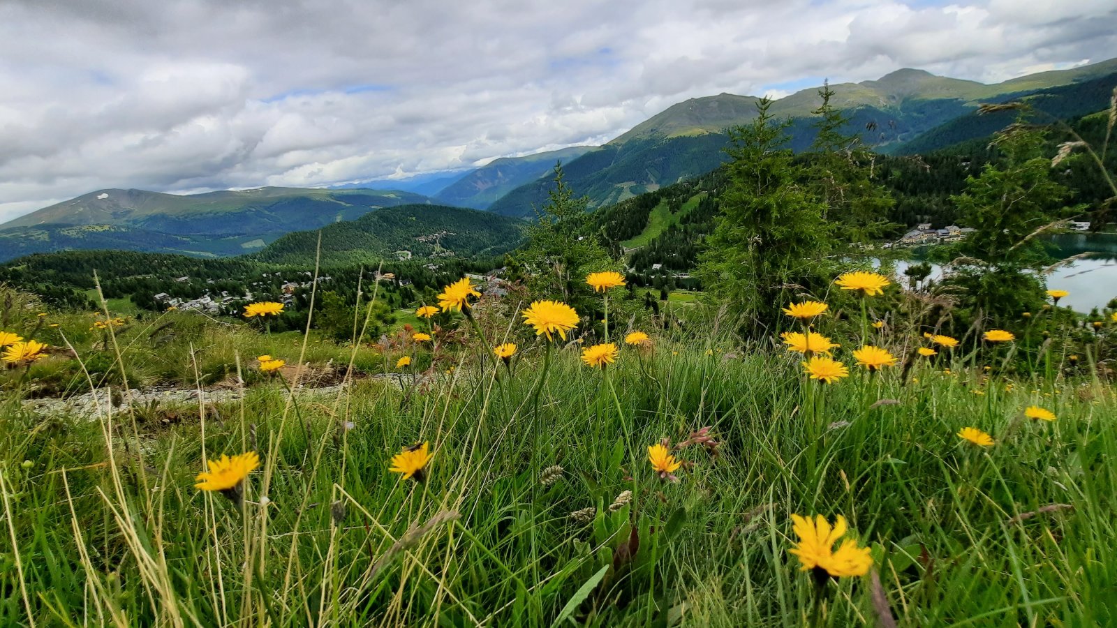 Virágos alpesi rét