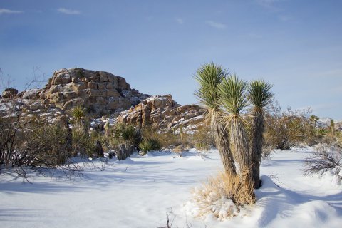 Kép: Joshua Tree National Park