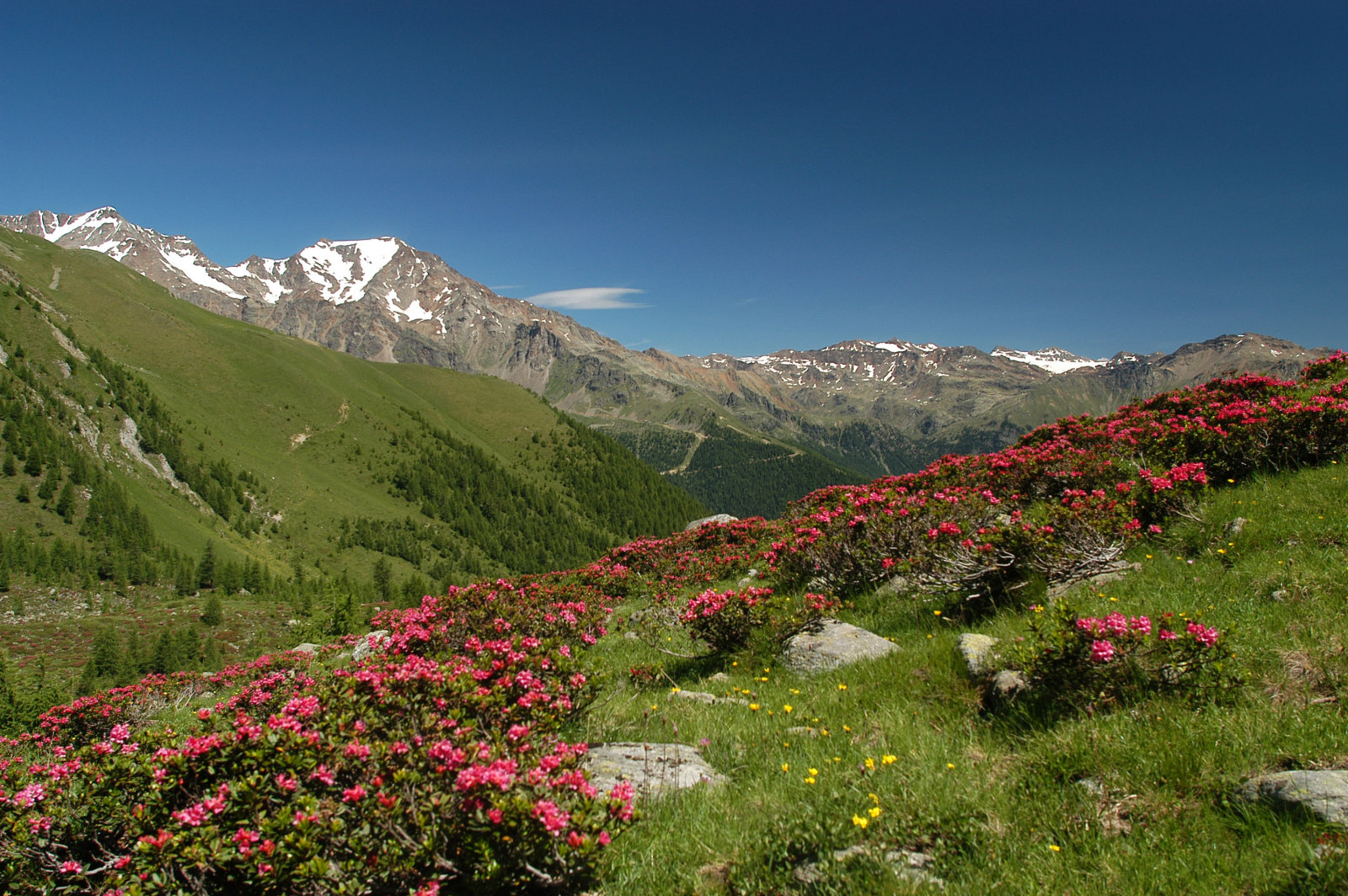 APT-VAL-DI-SOLE--TREKKING-in-Val-Comasine-Peio--T.-Mochen.jpg