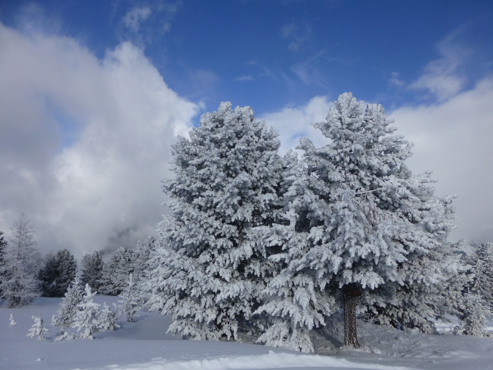 Olyan hideg volt, hogy még a fenyők is megfagytak