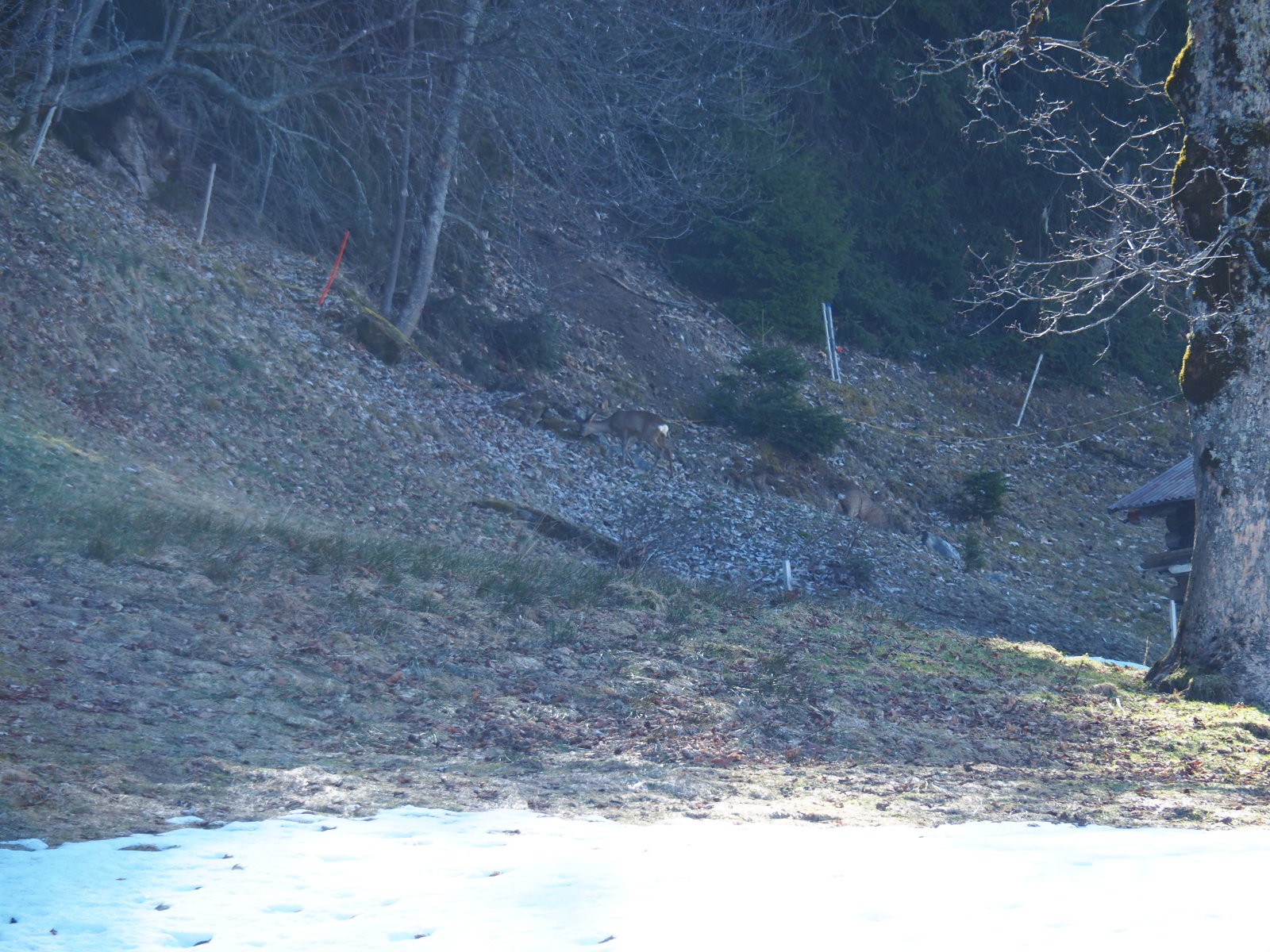 A Slalom pálya mellett "helyiek" voltak