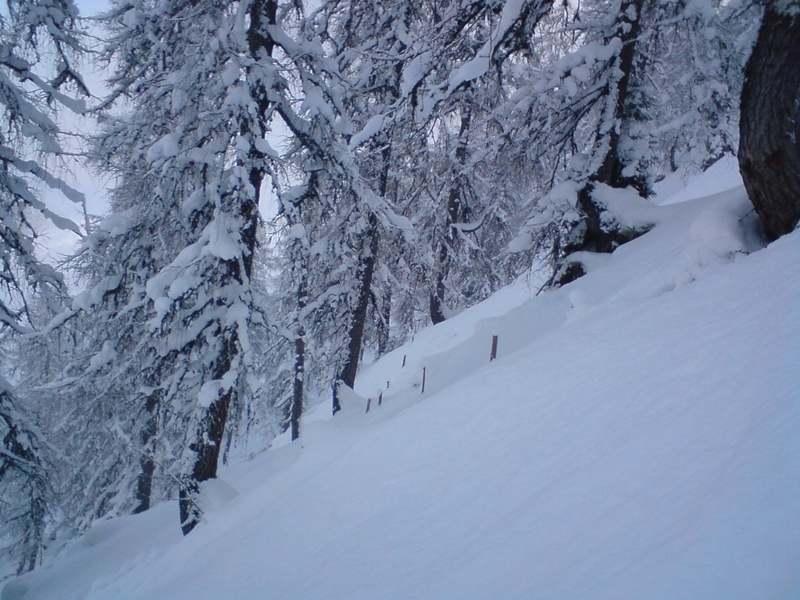 A Bischling felvonó melletti erdő