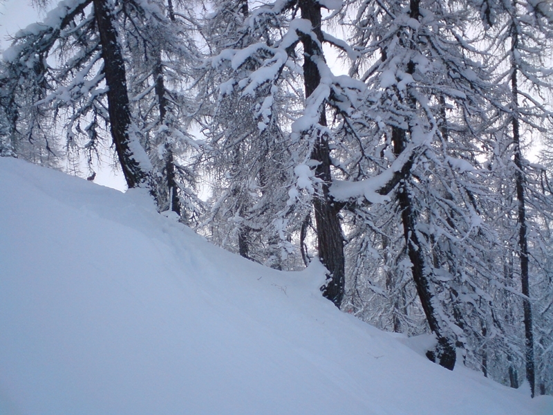 A Bischling felvonó melletti erdő