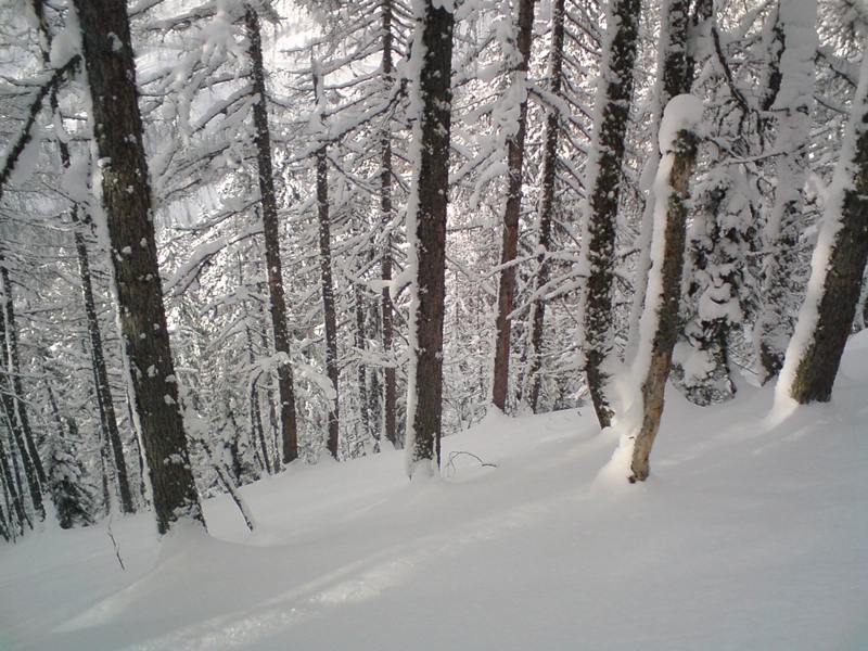 Erdő a 3b pálya fölött