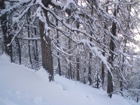 Ritka erdő + meredekség  (03.19)