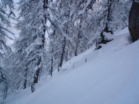 A Bischling felvonó melletti erdő