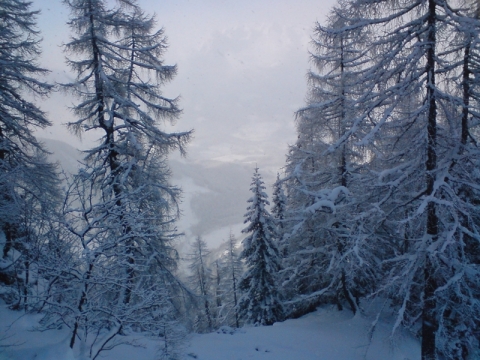 Erdő az 1-es pályától jobbra