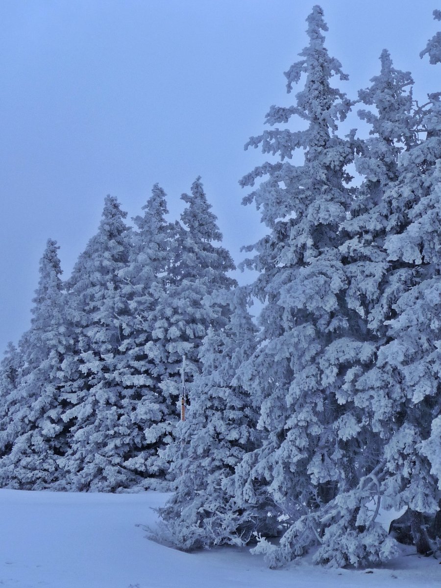 Cukros erdő (Semmering)