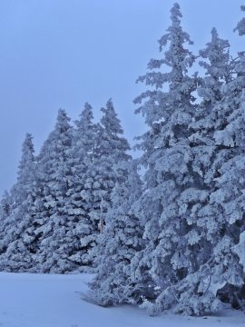Cukros erdő (Semmering)