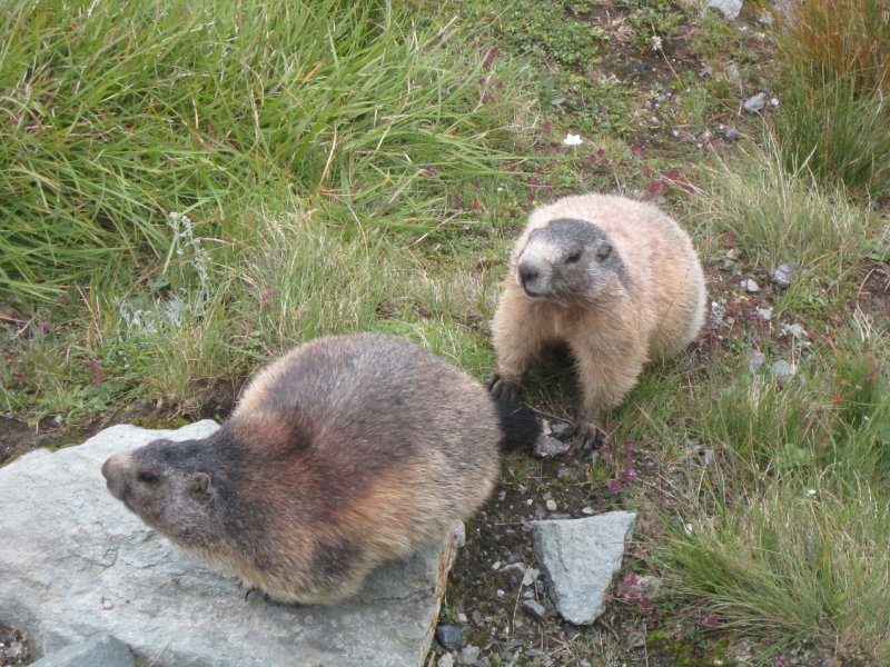 Mormoták 2428 m-en - Kattints a képre a nagyításhoz