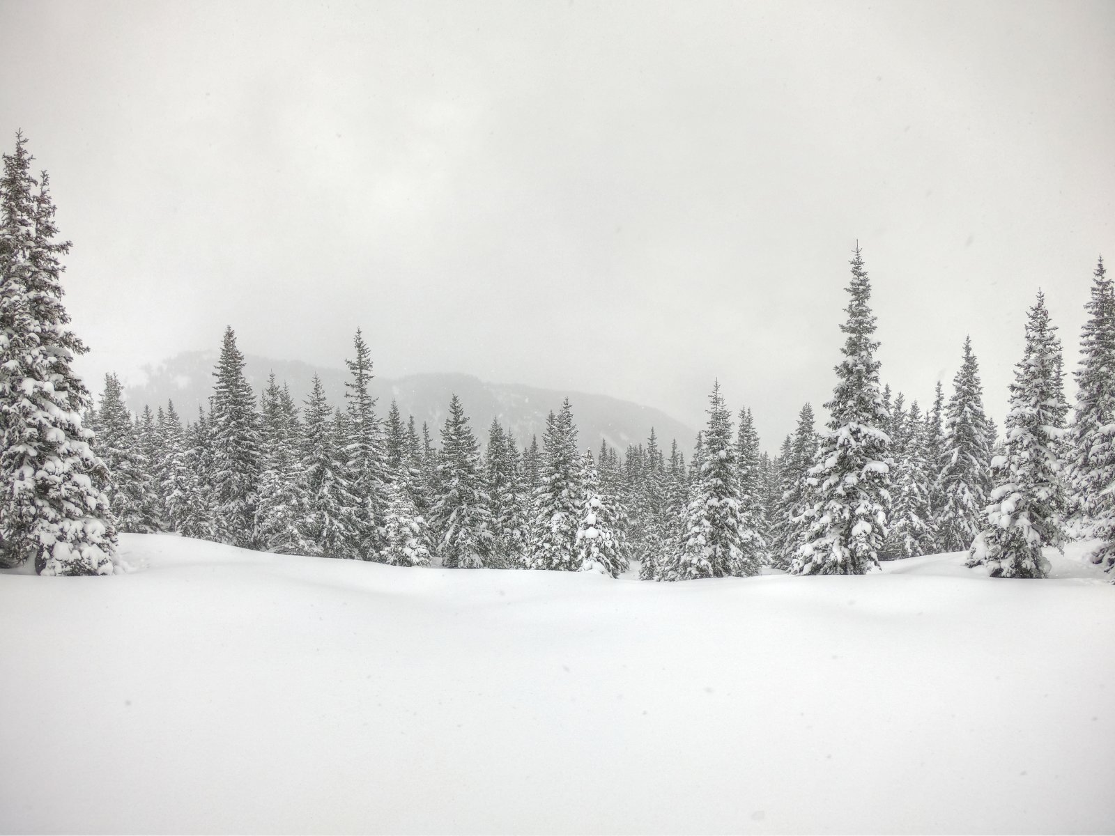Ezen a napon a délies oldalon fekvő fenyvesek is nagyszerűek voltak