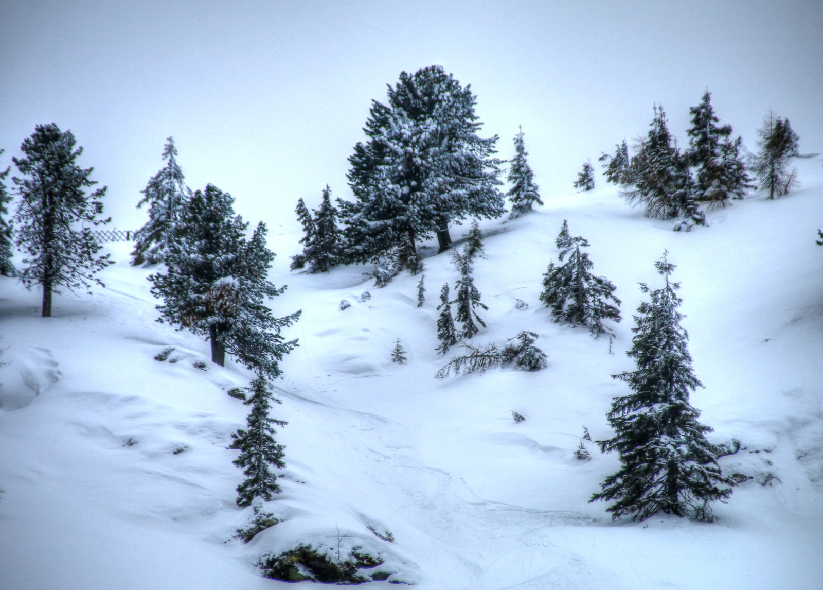 Cirbolyfenyők közt vezet az út