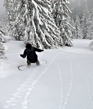 Szinte miénk volt a varázserdő egésze