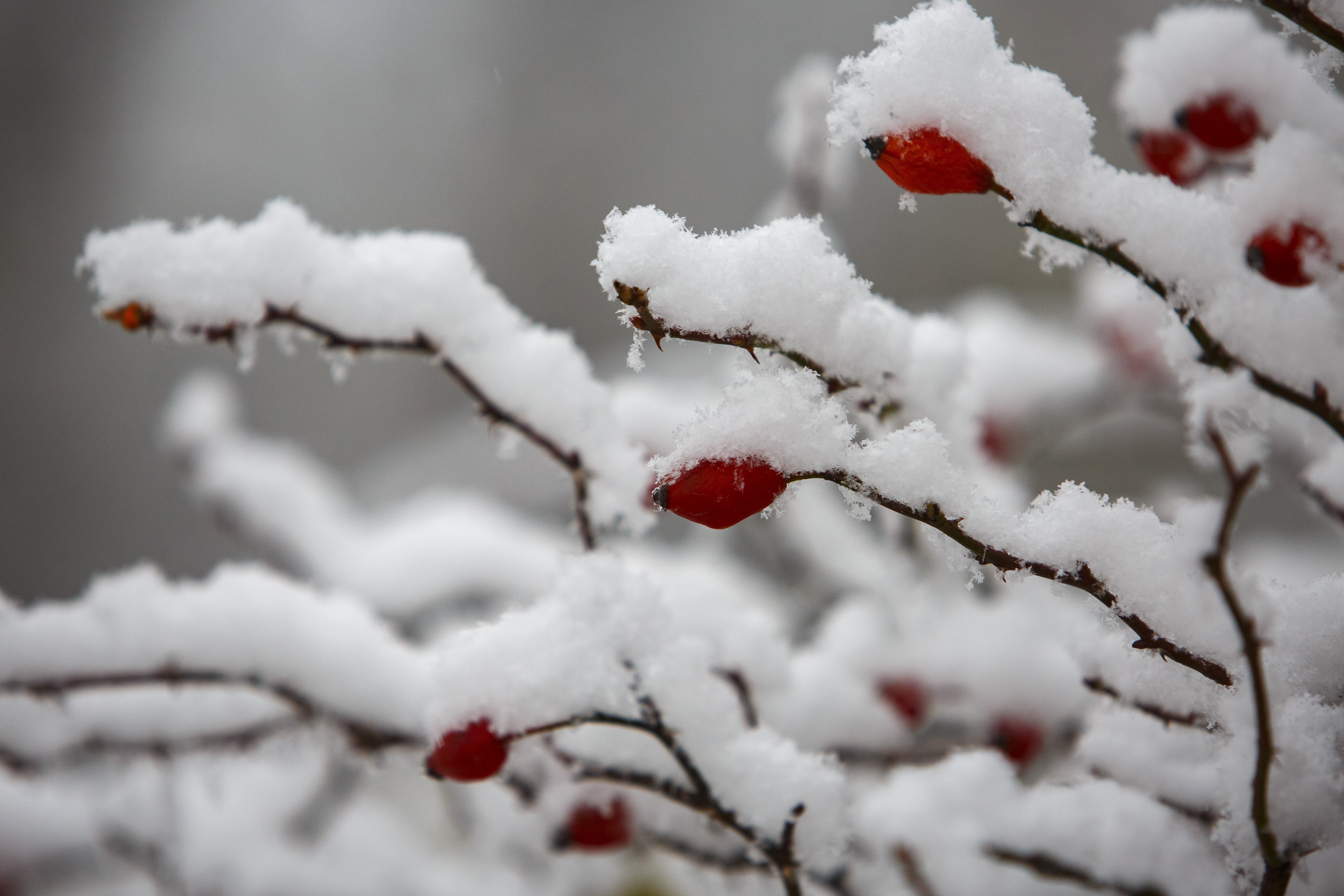 Behavazott csipkebogyó a Zala megyei Újudvaron 2018. november 19-én. MTI/Varga György