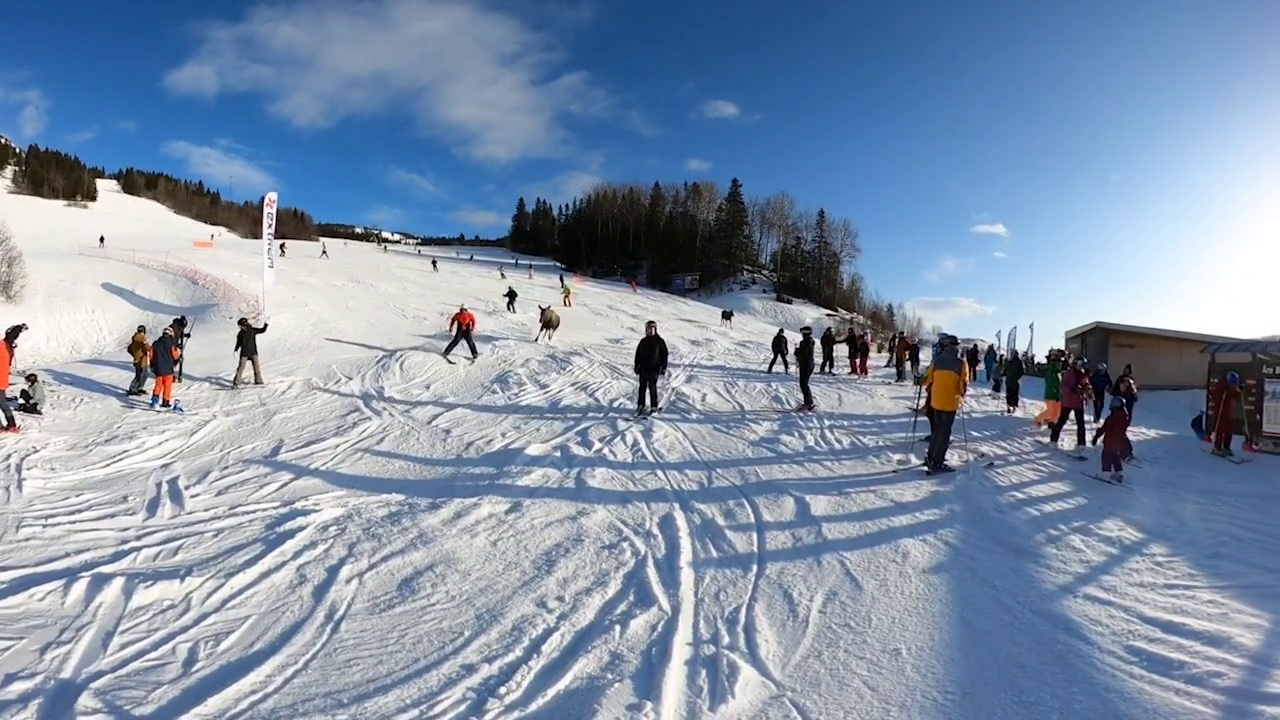 A jávorszarvas trappolásának négy pillanata 1/4