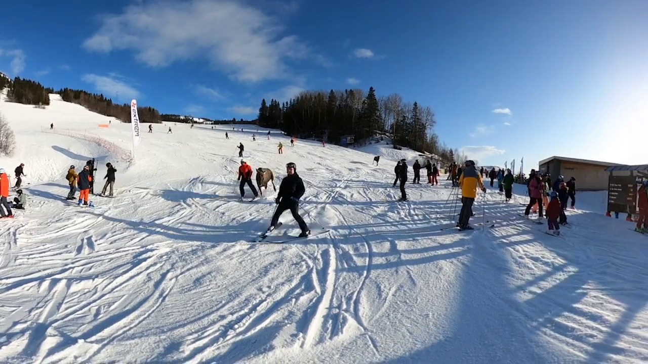 A jávorszarvas trappolásának négy pillanata 2/4