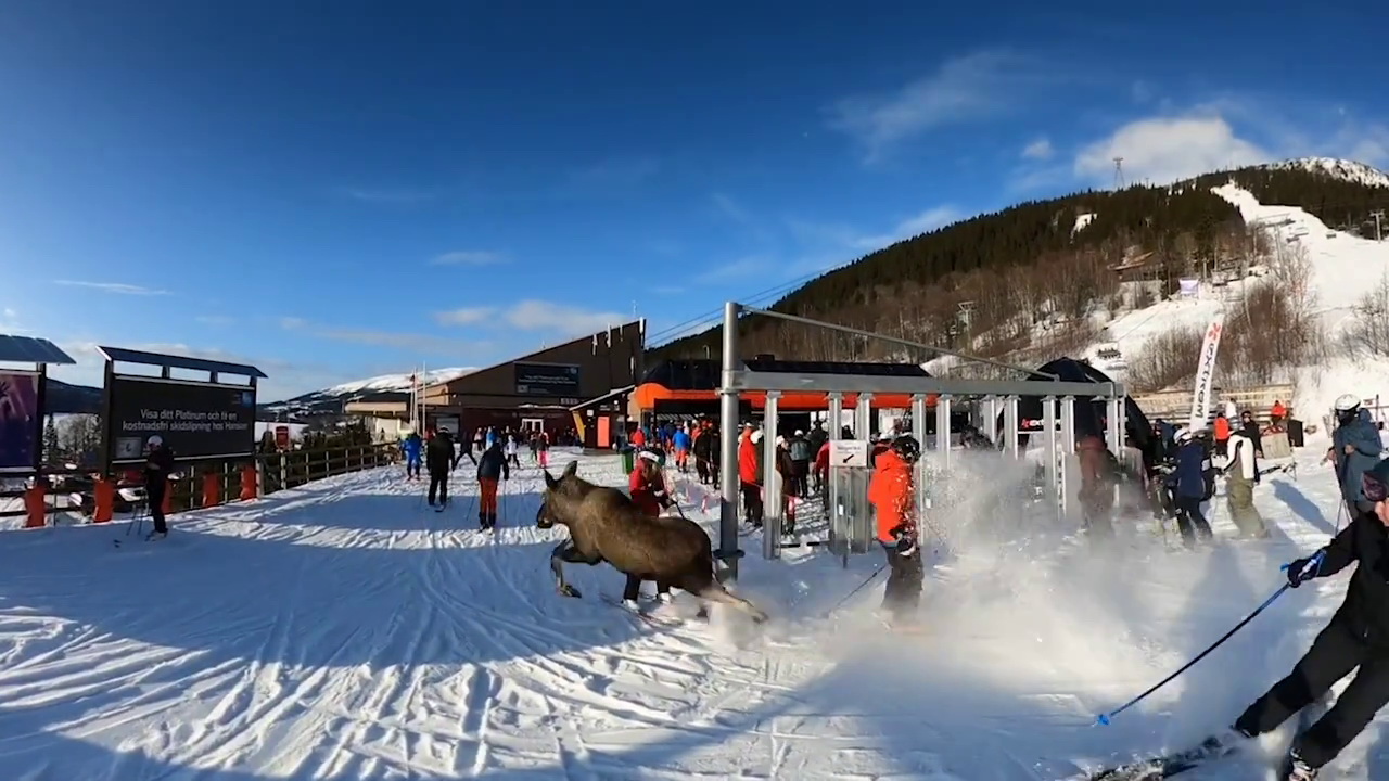 A jávorszarvas trappolásának négy pillanata 4/4