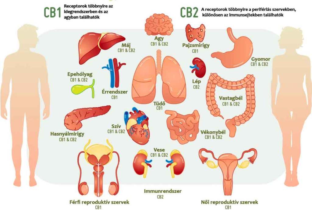 Az endokannabinoid rendszer az egész szervezetünket behálózza