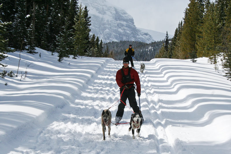 Kutyás síjöring Angliában | Fotó: maddogsexpeditions.com