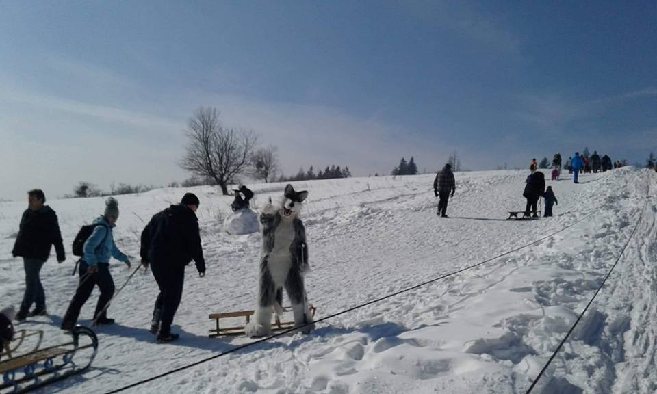 A télies idő még a farkast is kicsalogatta Bánkútra. | Fotó: Bánkúti Sí Klub