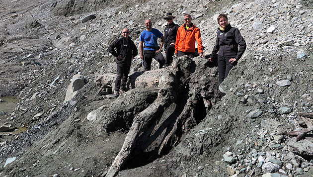 Kutatók a cirbolyafenyővel - Fotó: Nationalpark Hohe Tauern