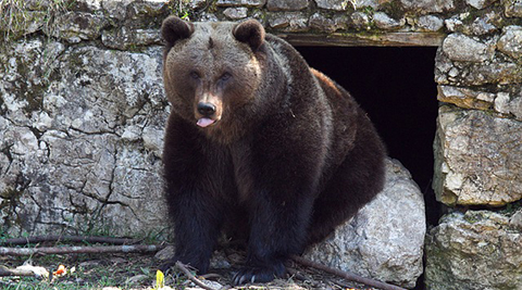 Gyertyaszentelő napján ha a medve meglátja az árnyékát, akkor sokáig tart még a tél