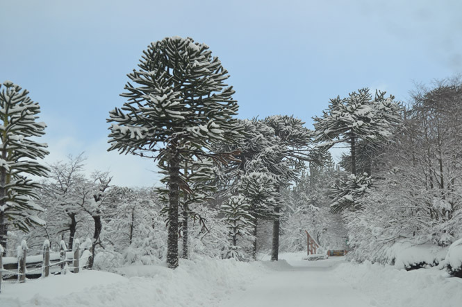 A dél-chilei völgyeket vastag hó fedi - Fotó: Nevasport.cl A dél-chilei völgyeket vastag hó fedi - Fotó: Nevasport.cl