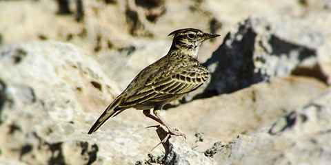 A tél igazi végét a Zsuzsánna napján megszólaló pacsirták jelzik