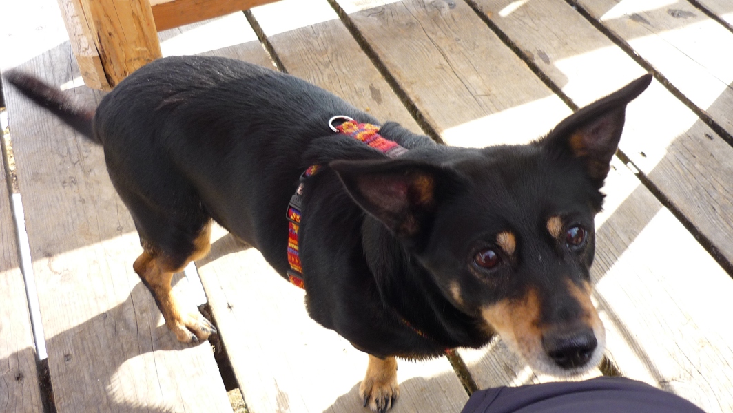 Grünhütte terasz barátunk :)