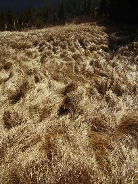 Aranyhaj már hóra vár!