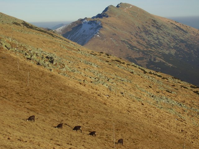 Zergék Gyömbérrel fűszerezve