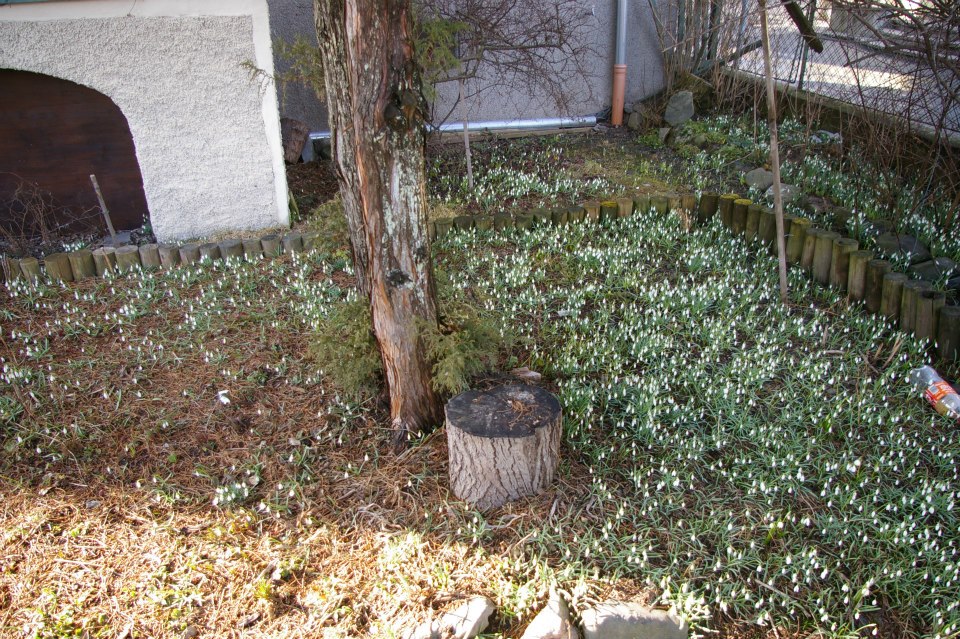 Hóvirág a városban