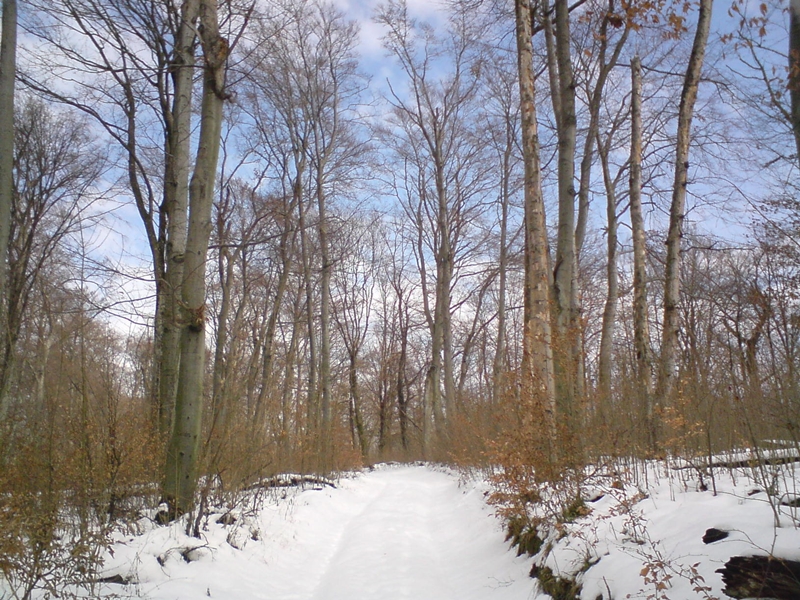 DSC00114.JPG