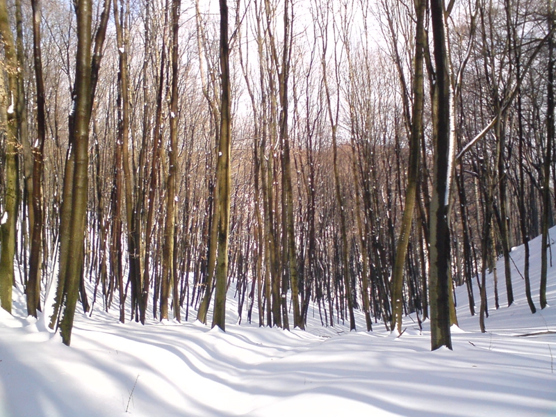 DSC00136.JPG