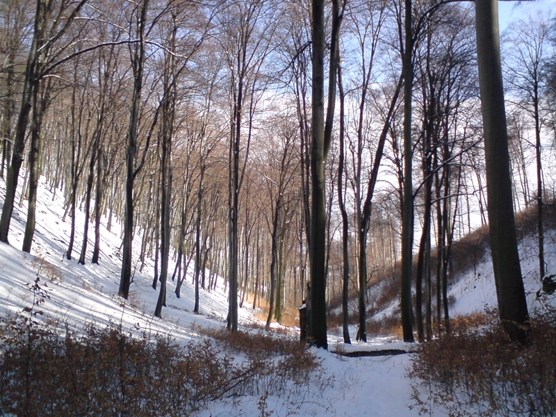 DSC00139.JPG