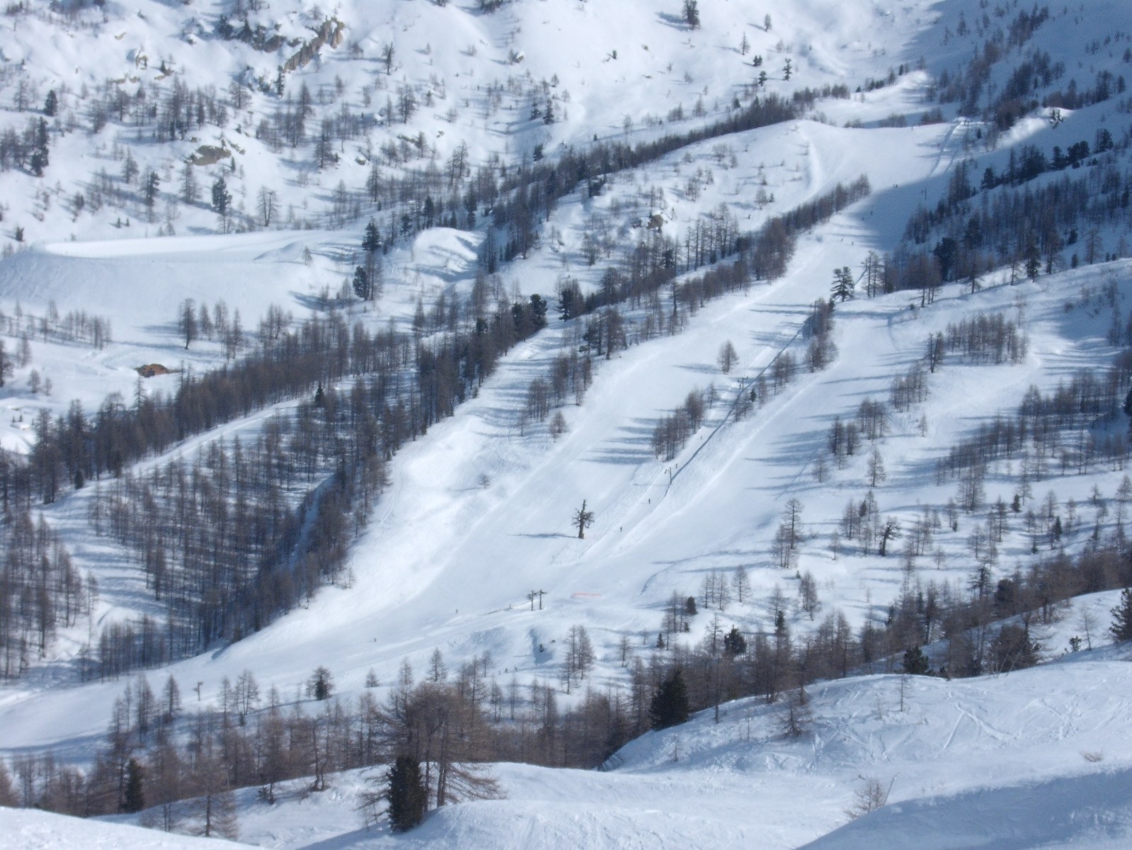 Fenyő, pálya, fenyő, pálya, fenyő....