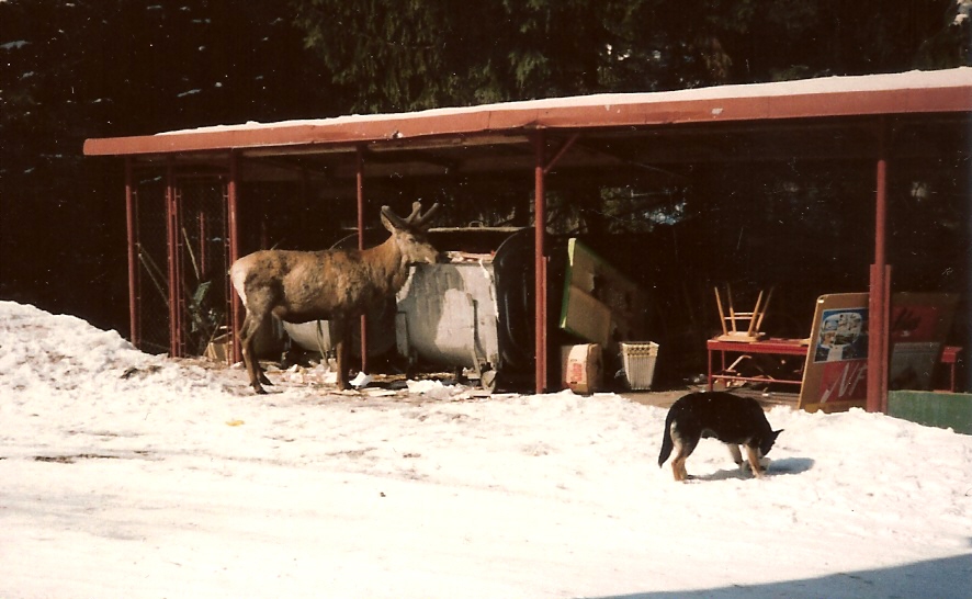 Ők nem síelnek....