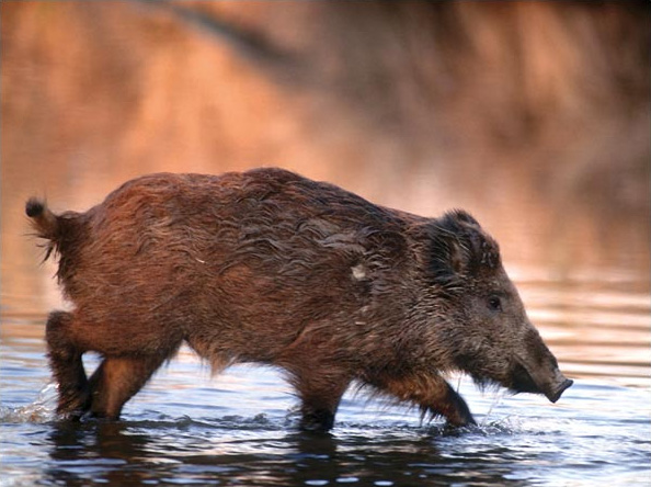 Donau-Auen Nemzeti Park