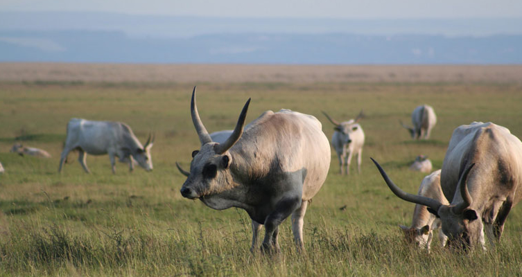 Fertő-tó - Seewinkel Nemzeti Park