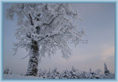 Forrás: ceskenory.cz