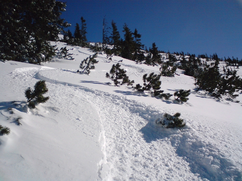 Gyömbér-gerinc, törpefenyves
