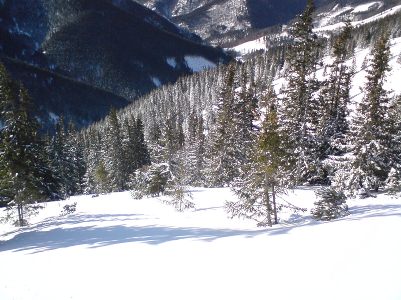 Gyömbér-gerinc, erdő széle