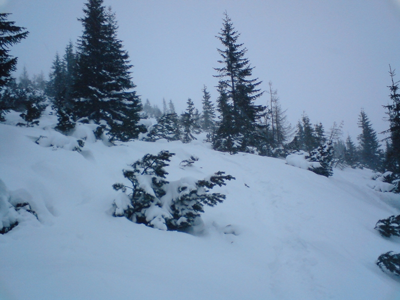 Deres, a törpefenyves (amikor viszonylag kevés a hó)
