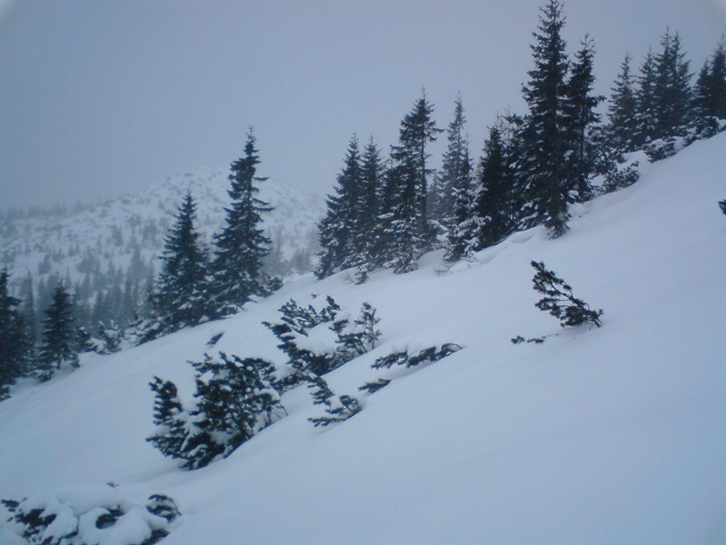 Deres, törpefenyves