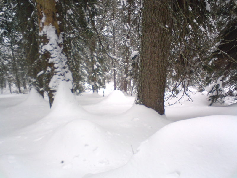 Deres, hátsó erdő