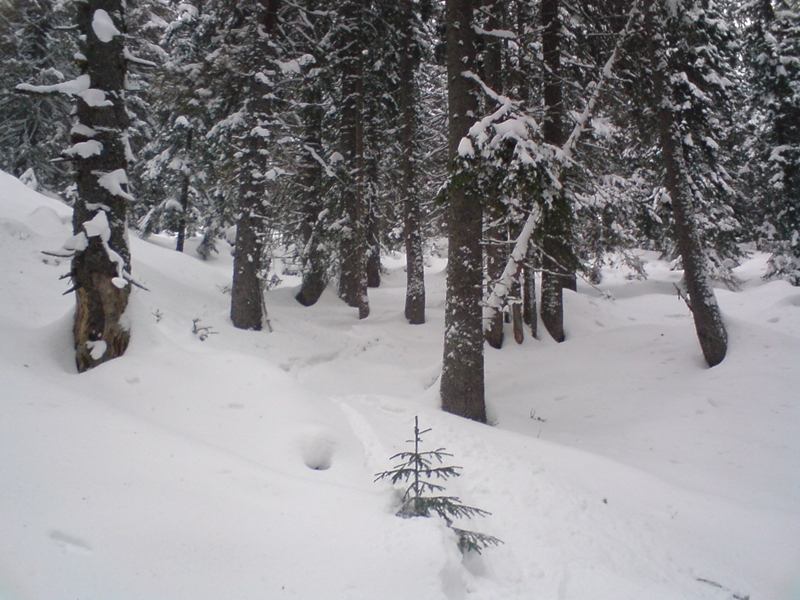 Deres, hátsó erdő