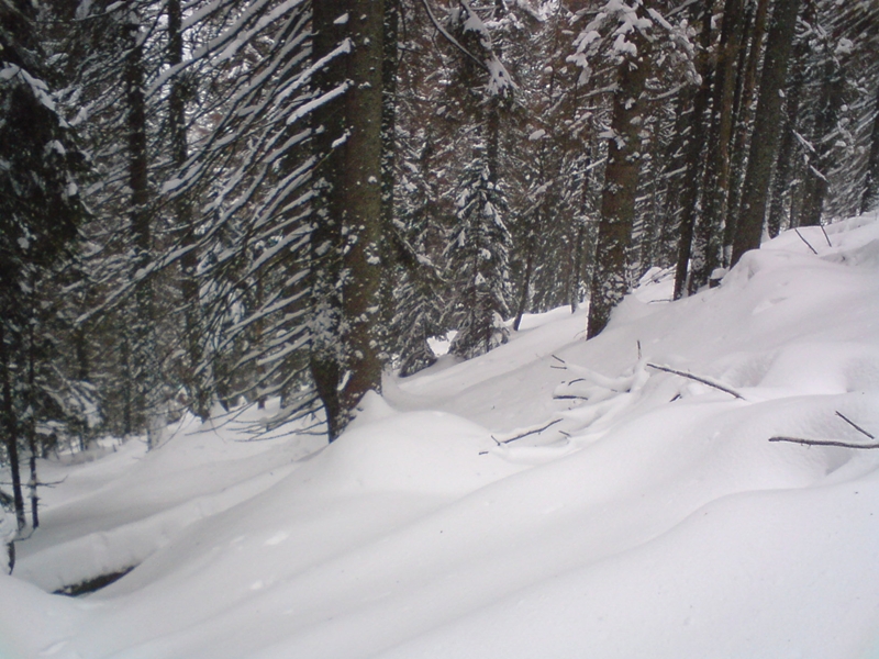 Deres, hátsó erdő