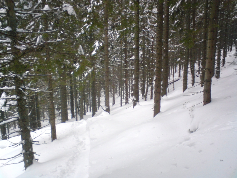 Deres, hátsó erdő, a patak mellett a jobb oldalon