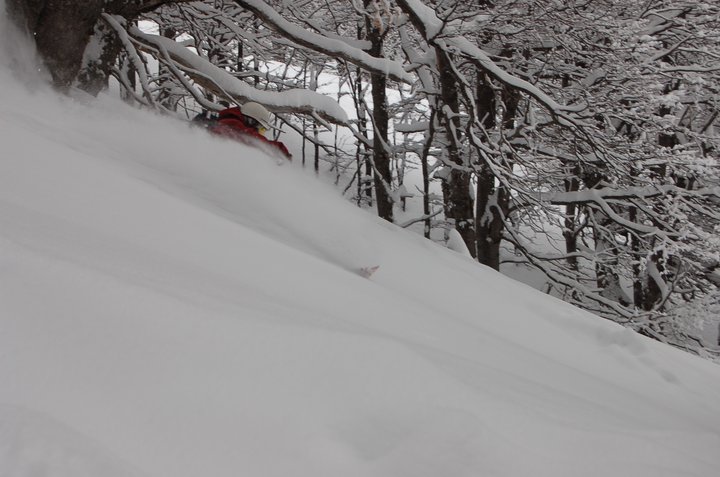 Tree Skiing Barilochében (Argentína) - Fotó: Tetongravity